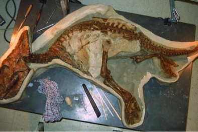 Phát hiện hóa thạch khủng long tí hon ở Canada